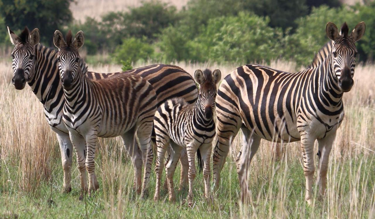 Thaba Manzi Ranch Apartment มากาลีสเบิร์ก ภายนอก รูปภาพ